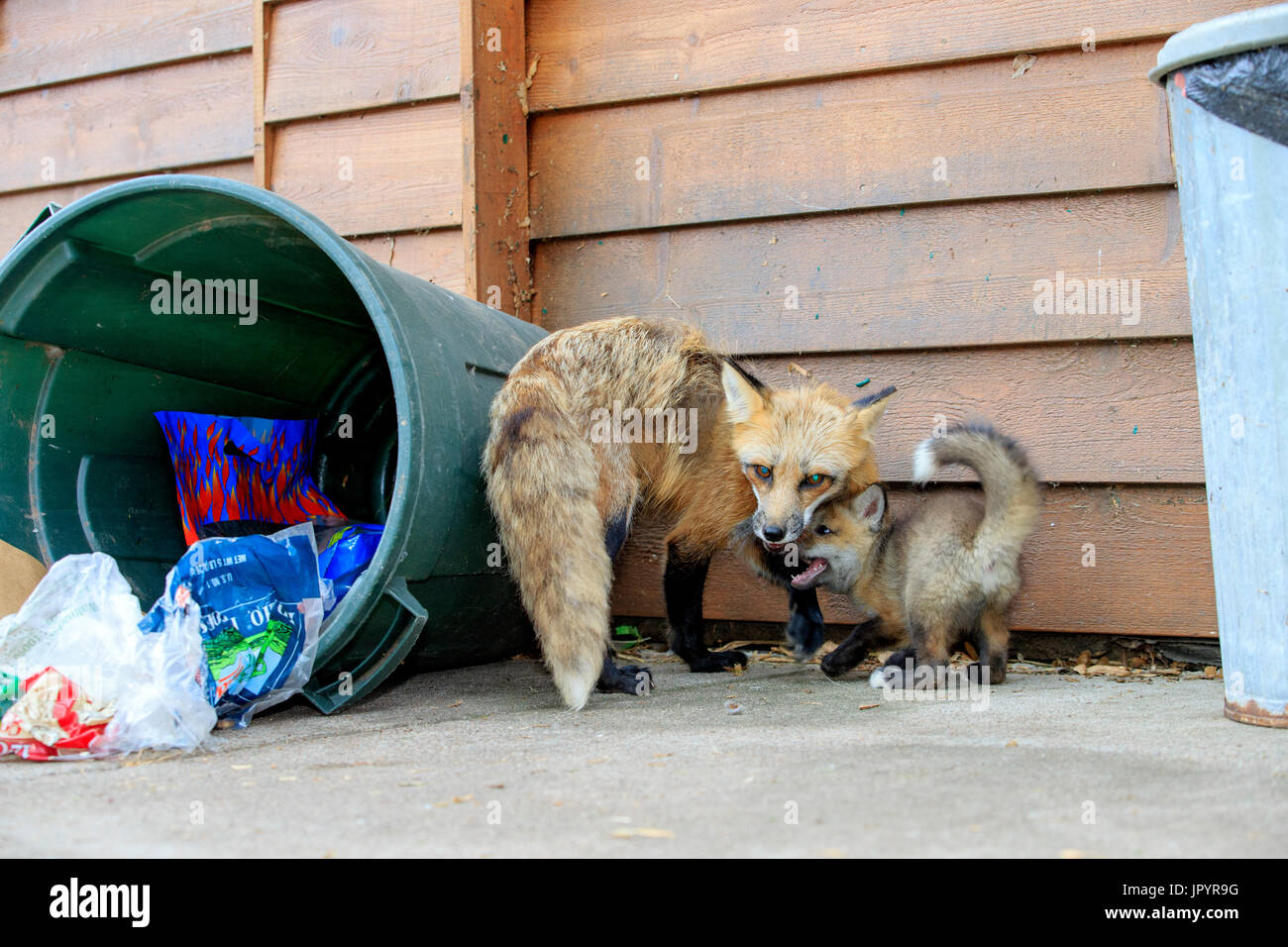 Red fox and young rummaging through a waste bin Minnesota Stock Photo