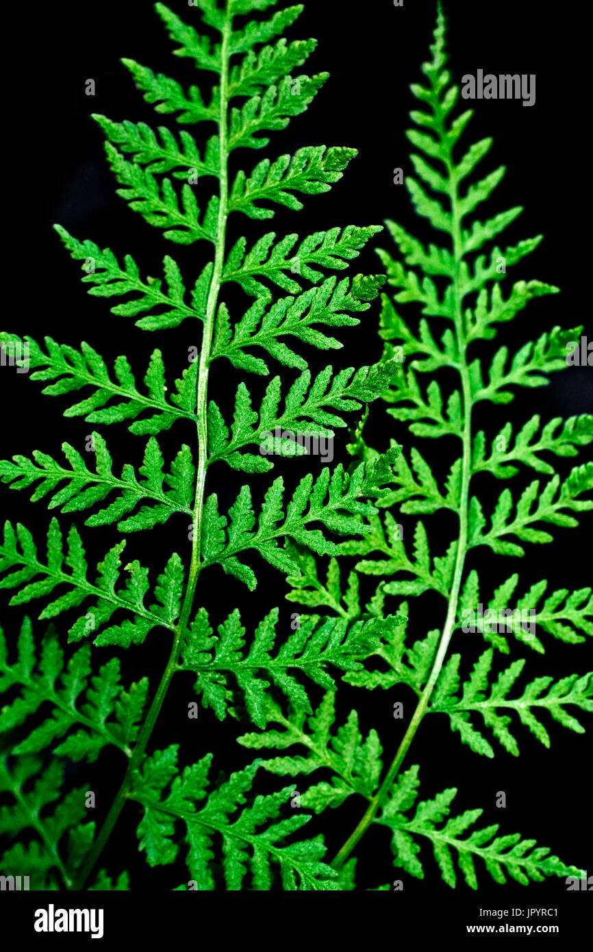 Brittle bladderfern leaf detail in Catalonia Spain Stock Photo Alamy