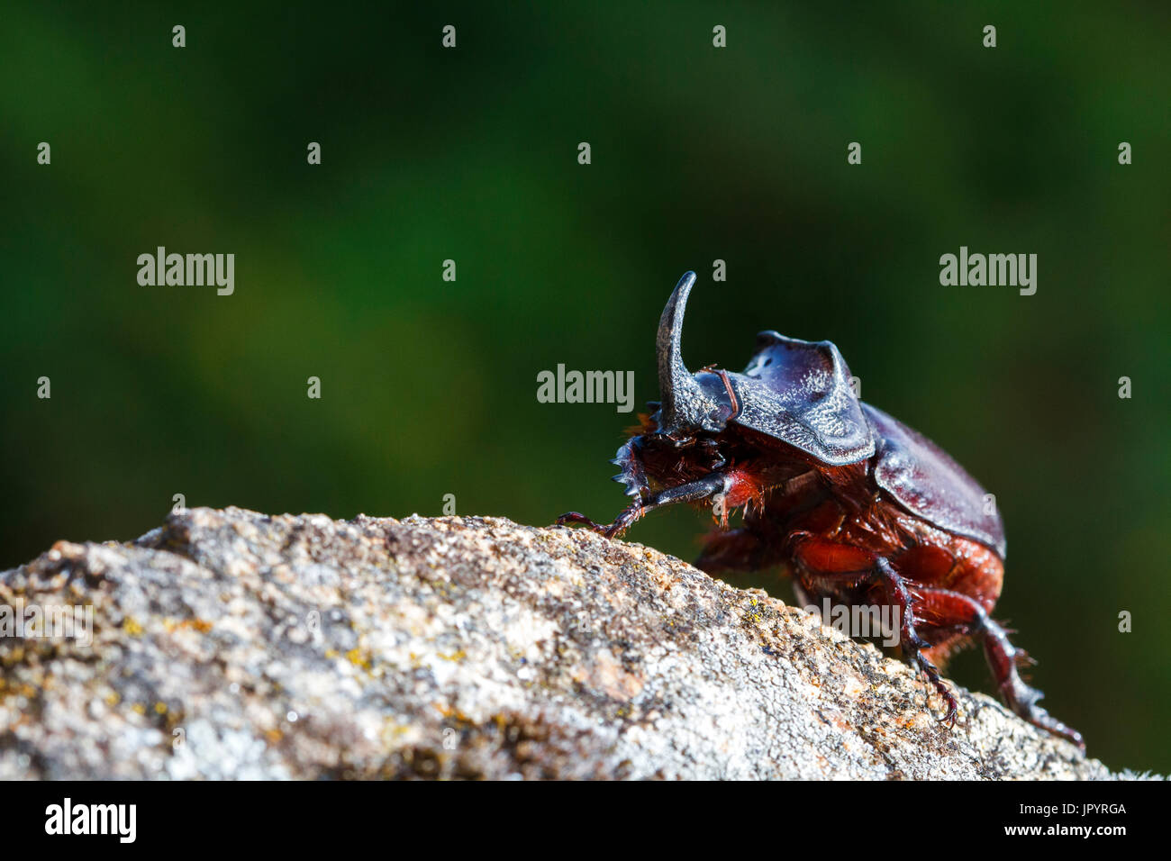 Rhinoceros Beetle on rock - Tietar Valley Spain Stock Photo - Alamy