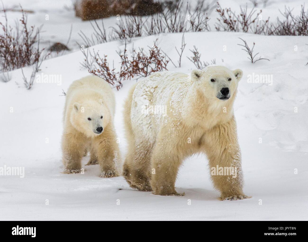 Polar bear with a cub in the tundra. Canada Stock Photo - Alamy