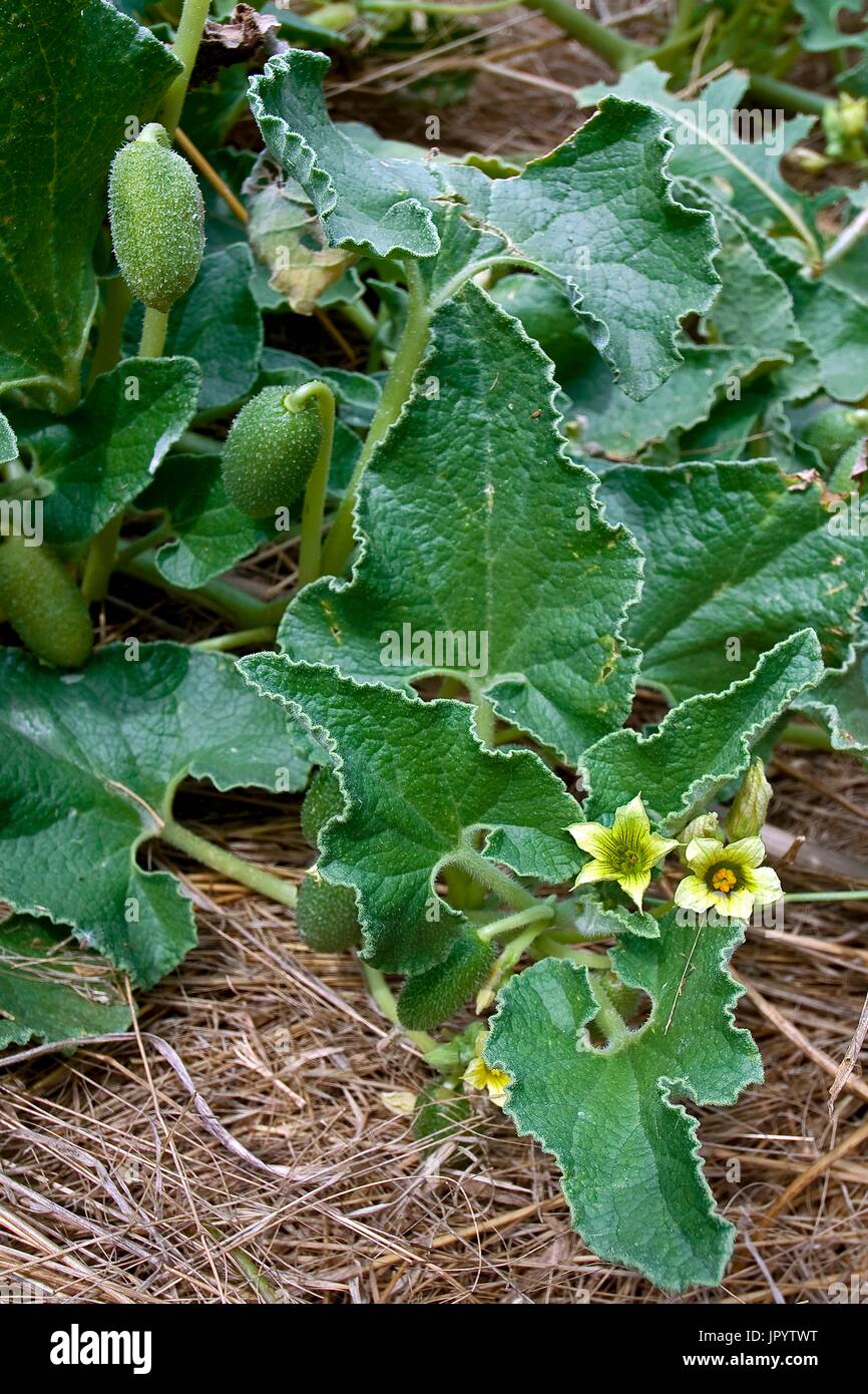 Squirting Cucumbers High Resolution Stock Photography and Images Alamy