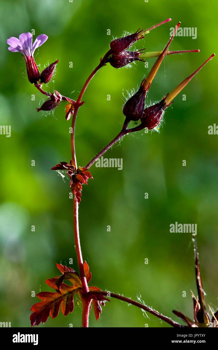 Blooming red robin (Geranium robertianum purpureum) with fruits. Traditionally used as a medicinal plant. Les Preses. Garrotxa. Girona. Pyrenees. Catalonia. Spain. Stock Photo