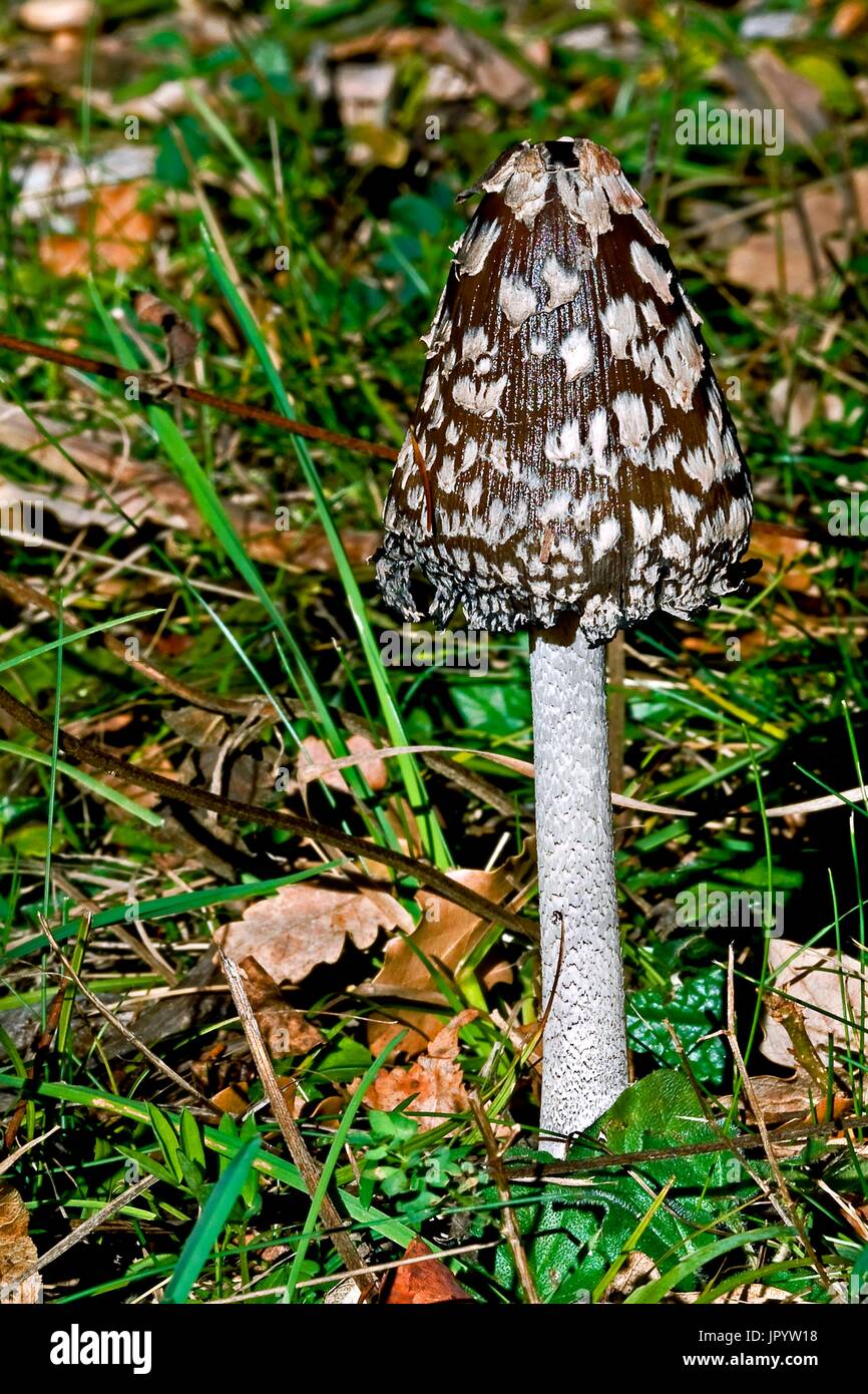 Magpie Inkcap (Coprinus picaceus) in a meadow. Batet. Garrotxa. Girona. Pyrenees. Catalonia. Spain. Stock Photo