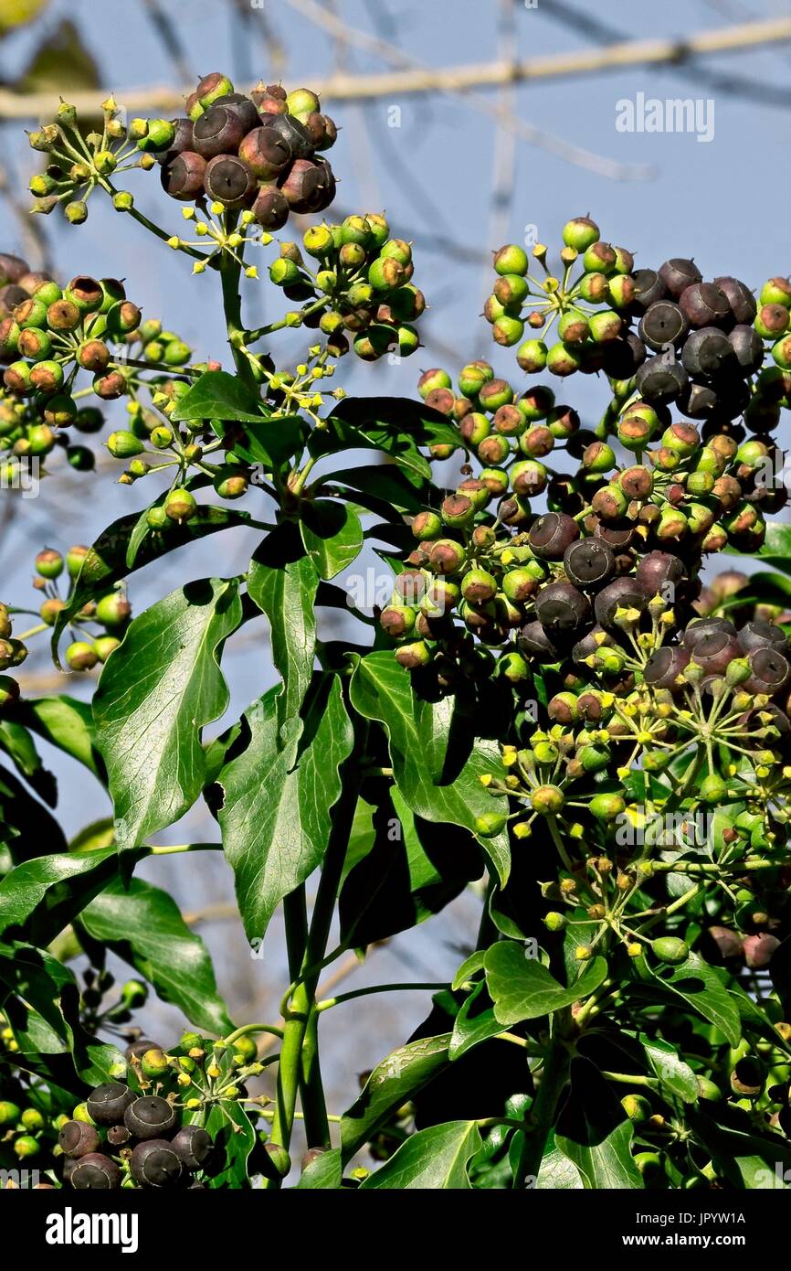 howea forsteriana kentia palme Kentiapalme