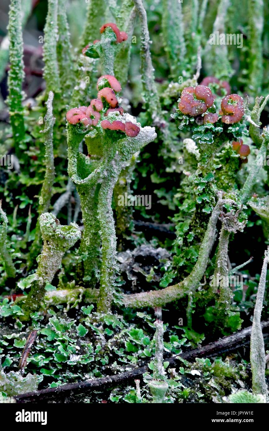 Cup Lichen (Cladonia sp) on a trunk in the soil of the forest. El Collell. Garrotxa. Girona. Pyrenees. Catalonia. Spain. Stock Photo
