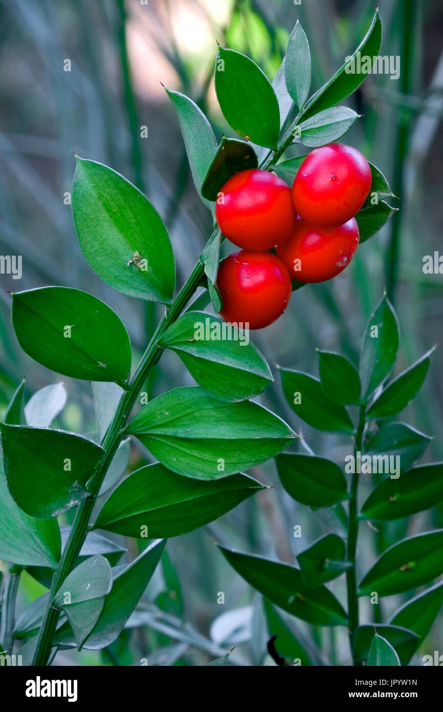 Butcher's broom (Ruscus aculeatus) with fruits. Used as a medicinal and