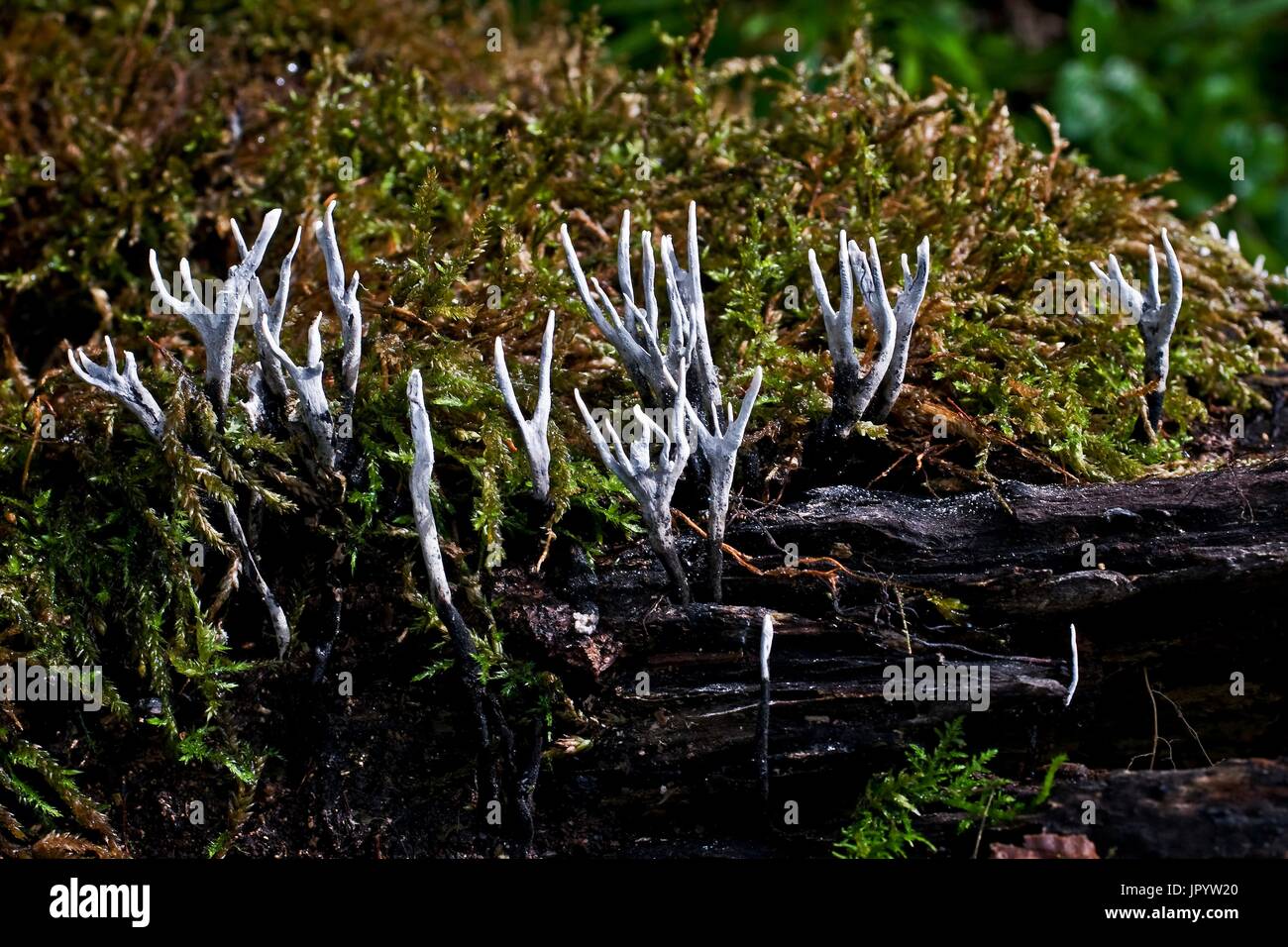 Candlesnuff Fungus (Xylaria hypoxylon) on the forest soil. Asp Valley. Pyrenees. Urdos. France. Stock Photo