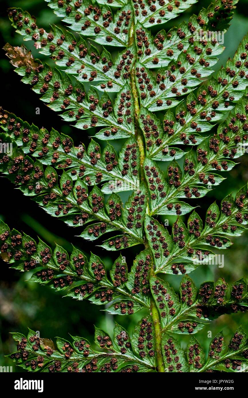 Hard shield fern (Polystichum aculeatum), close-up on a frond with sporangiums. Valle de Grist. Eriste. Ribagorza. Huesca. Aragon. Spain. Stock Photo