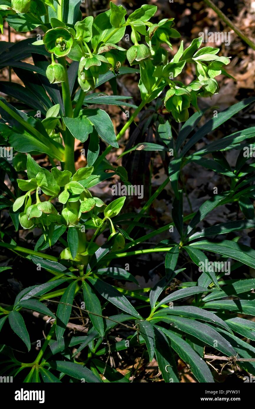Bearsfoot (Helleborus foetidus) with flowers and fruits. Toxic plant. Traditionally used as a medicinal plant (for animals). Les Planes d'Hostoles. Garrotxa. Girona. Pyrenees. Catalonia. Spain Stock Photo - Alamy Bearsfoot (Helleborus foetidus) with flowers and fruits. Toxic plant. Traditionally used as a medicinal plant (for animals). Les Planes d'Hostoles. Garrotxa. Girona. Pyrenees. Catalonia. Spain Stock Photo - Alamy