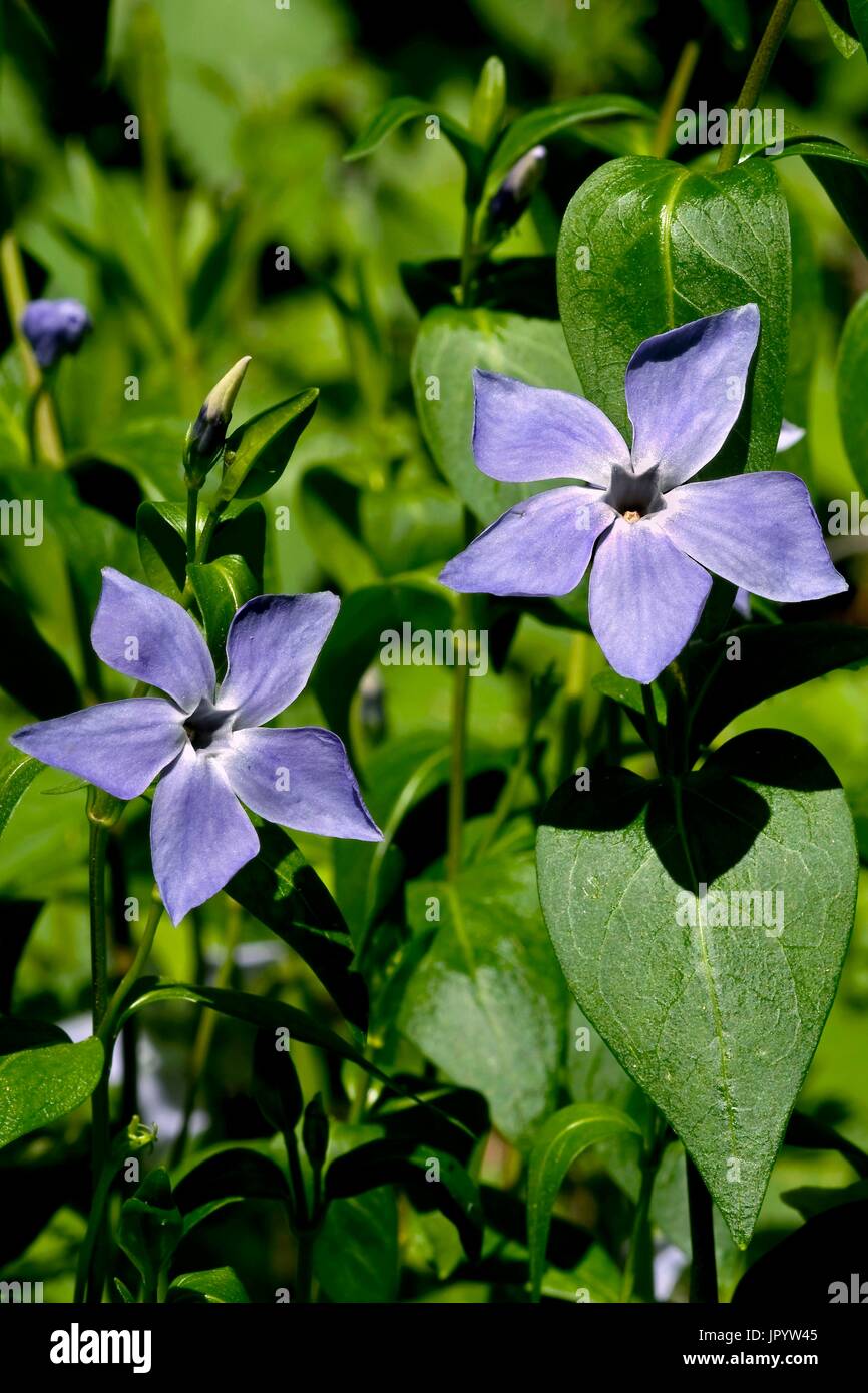 Blooming Intermediate Periwinkle Vinca Difformis Used As A blooming-intermediate-periwinkle-vinca-difformis-used-as-a