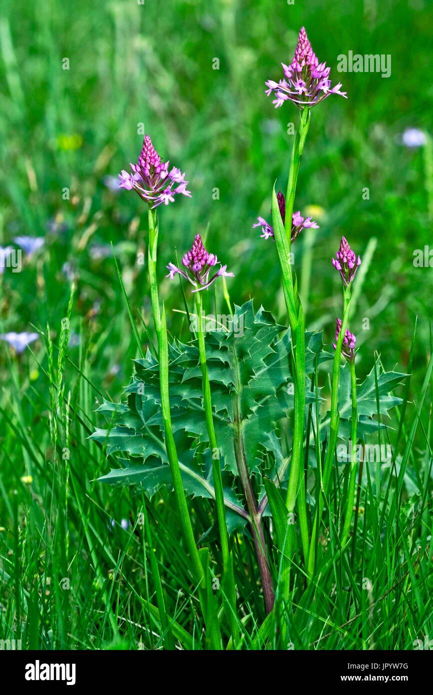 Pyramidal orchis (Anacamptis pyramidalis) in bloom and field eryngo's