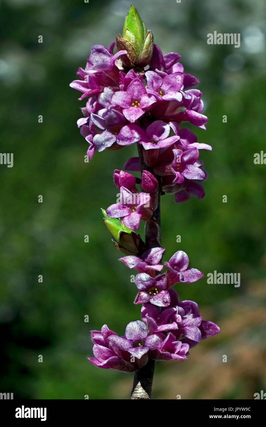 February daphne (Daphne mezereum) in bloom. Poisonous plant (the whole