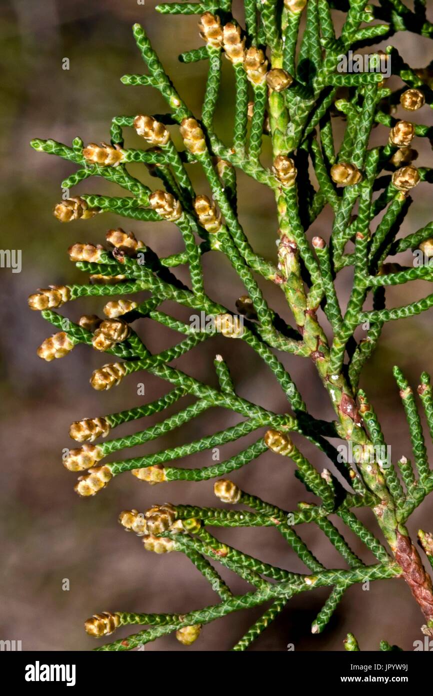Phoenicea juniper (Juniperus phoenicea) in bloom. Toxic plant. Also