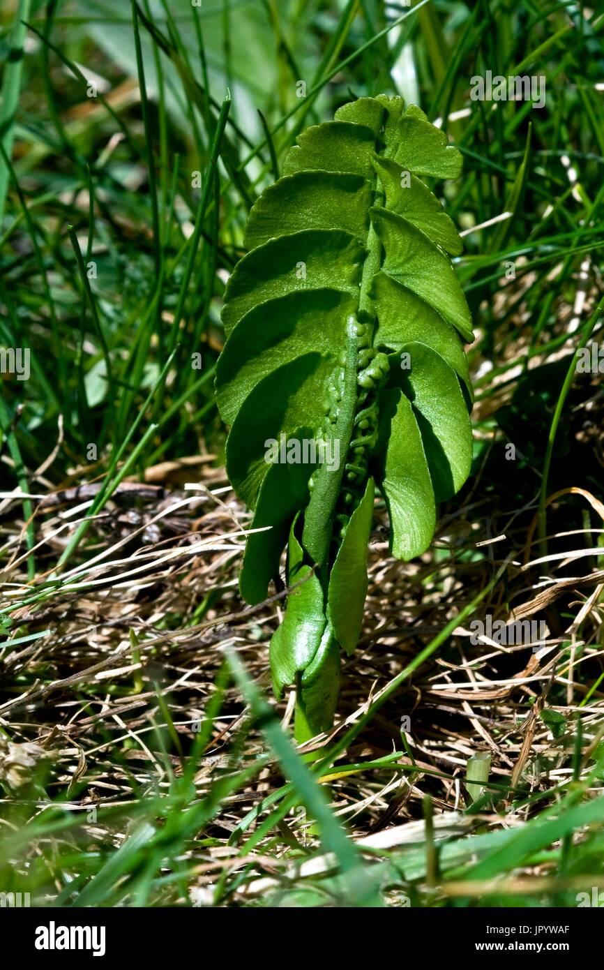 Common moonwort (Botrychium lunaria (L.) Sw.) with sporangium. Fern on mountain pastures. Pyrenees. Huesca. Aragon. Spain. Stock Photo