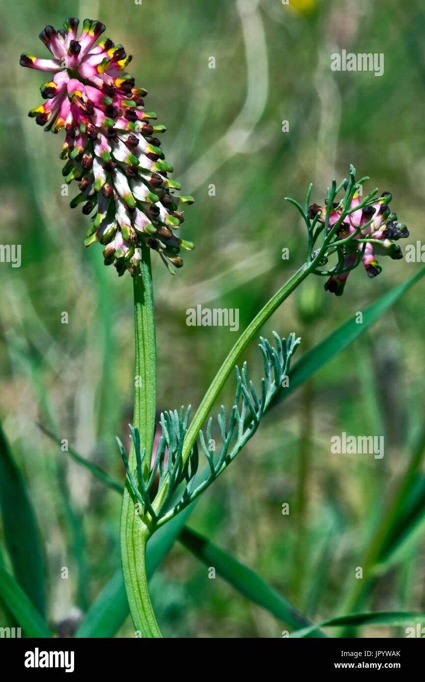 Fumitory flowers (Platycapnos spicata (L.) Bernh.) in bloom. Balaguer. Noguera. Lleida. Catalunya. Spain. Stock Photo