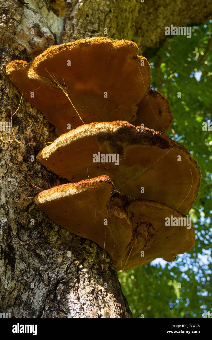Inonotus hispidus fungus on an oak tree. Stock Photo