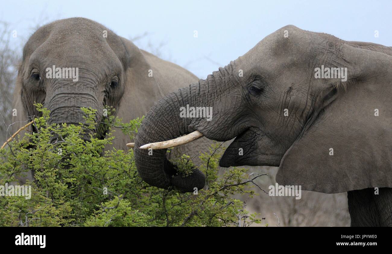 Two African Elephants (Loxodonta africana) feed in the South African bush, Kruger National Park, Mpumalanga, South Africa Stock Photo