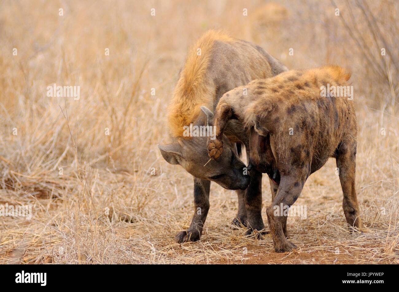 Regular inspection of genitalia of the spotted Hyena (Crocuta Stock