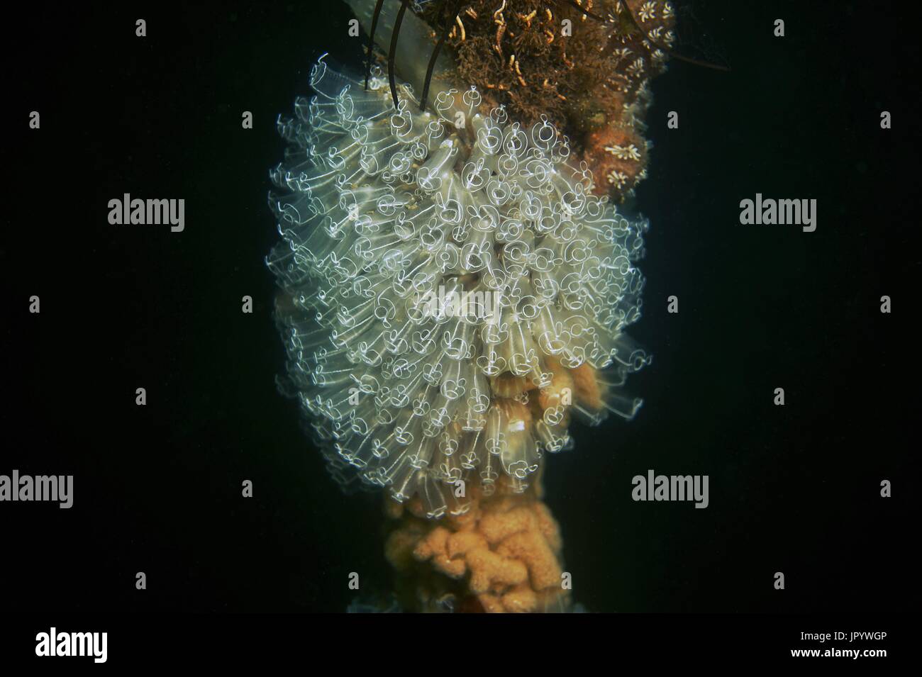 Light bulb sea squirt (Clavelina lepadiformis), Thau Lagoon ...
