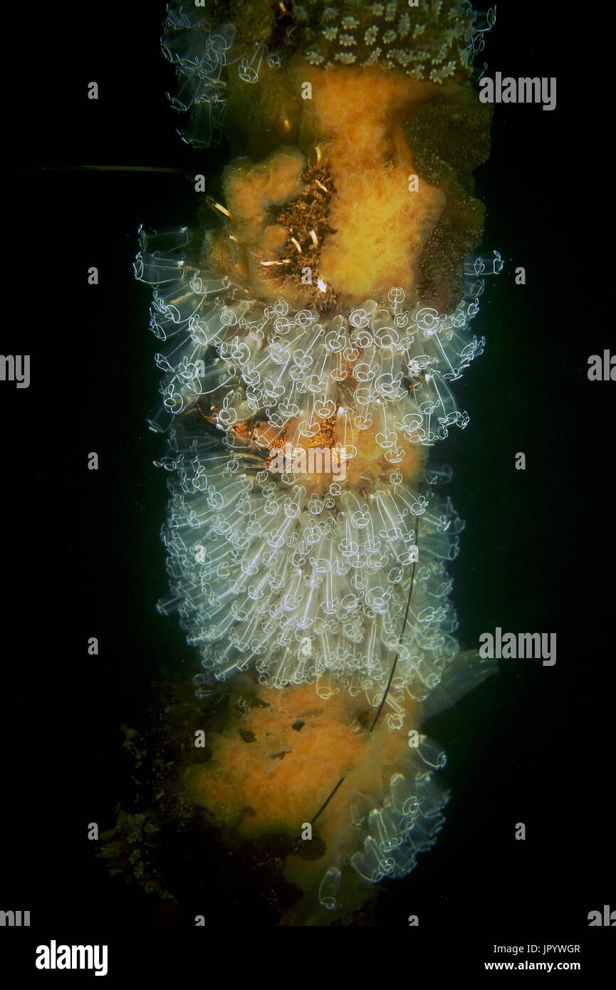 Light bulb sea squirt (Clavelina lepadiformis), Thau Lagoon ...