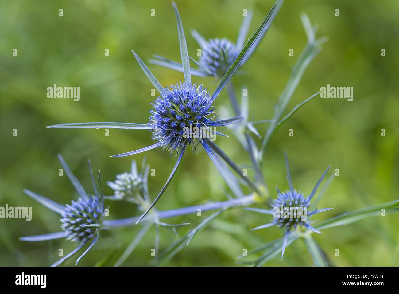 Amethyst eryngo (Eryngium amethystinum), flowers, Abruzzo, Italy Stock