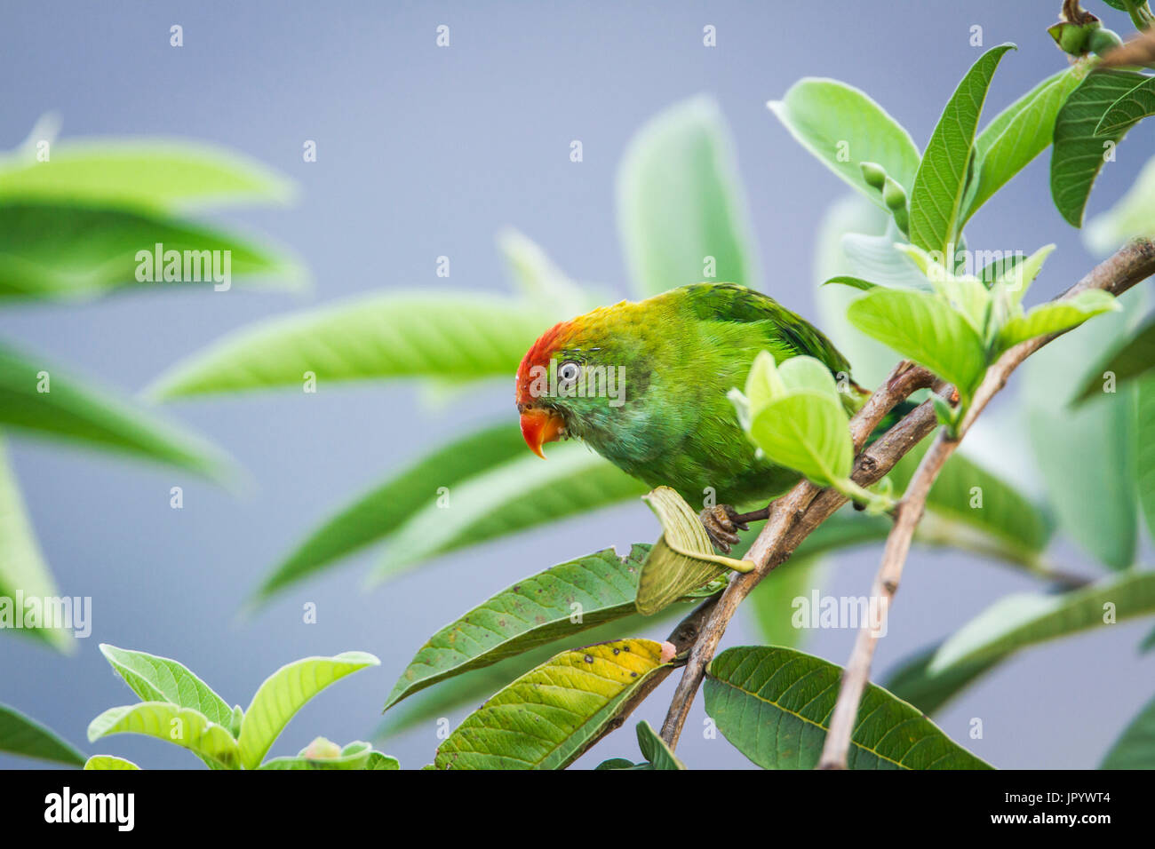 Ceylon Hanging-Parrot (Loriculus beryllinus) on a branch, Ella, Sri Lanka Stock Photo