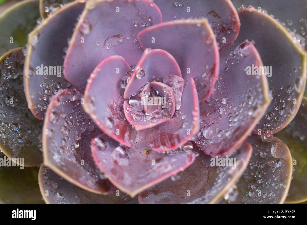 Echeveria Perle Von Nurnberg, 'Pearl of Nurnberg', with early morning dew. Detail of the cactus acuminate leaves and centre with dew droplets. Stock Photo