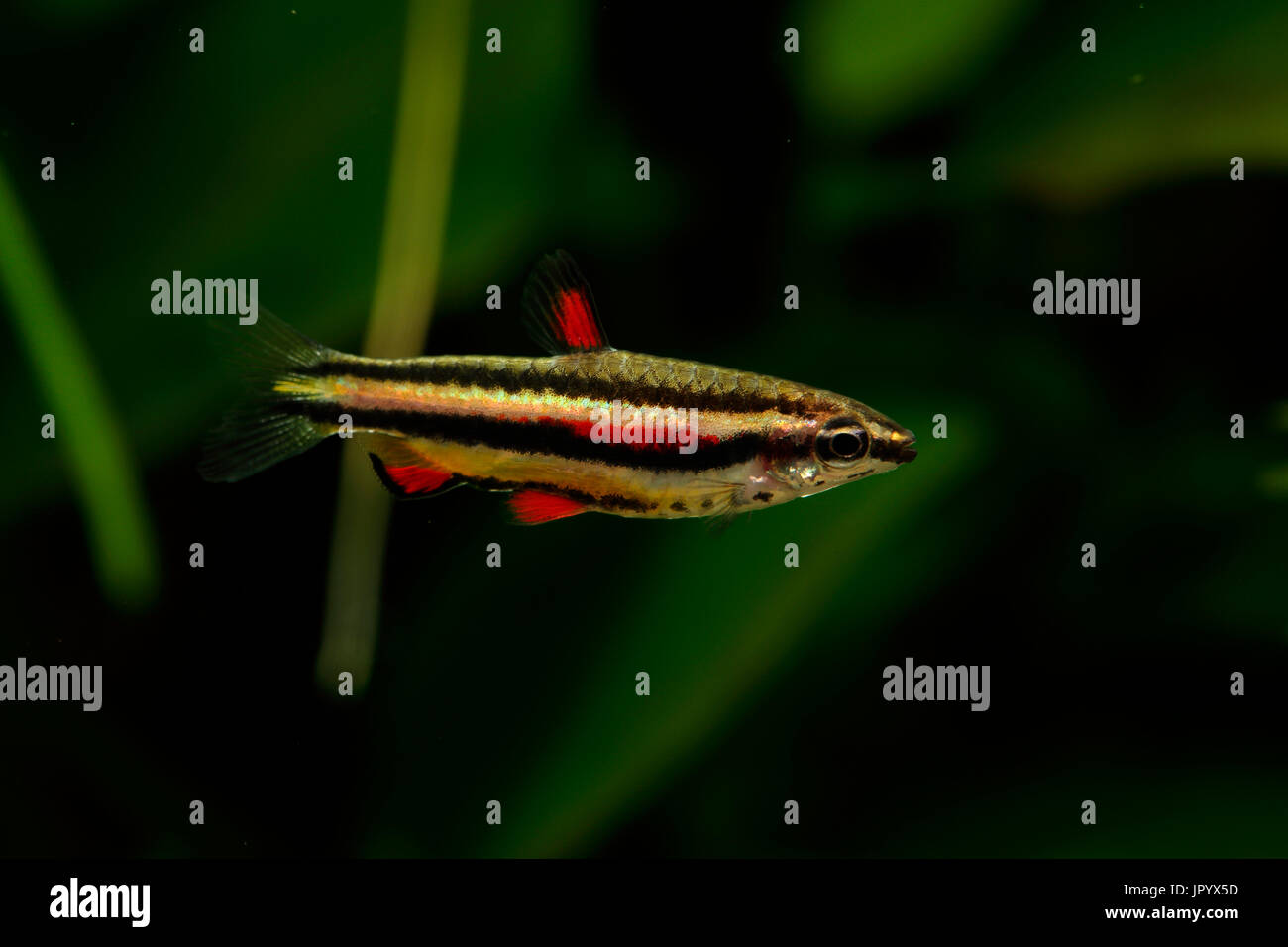 Dwarf Pencilfish (Nannostomus marginatus) male Stock Photo