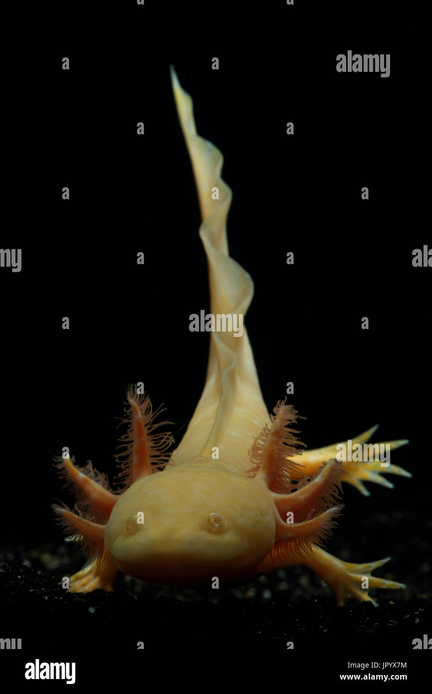 Axolotl (Ambystoma mexicanum) form albino gold on black background Stock Photo