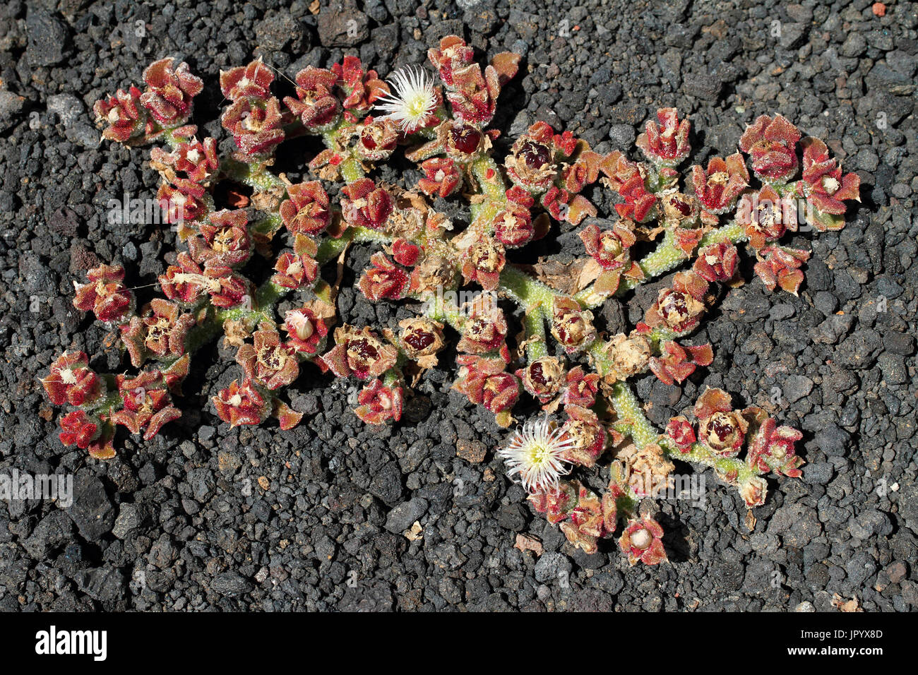 Ice plant (Mesembryanthemum crystallinum) flowers on lava soil