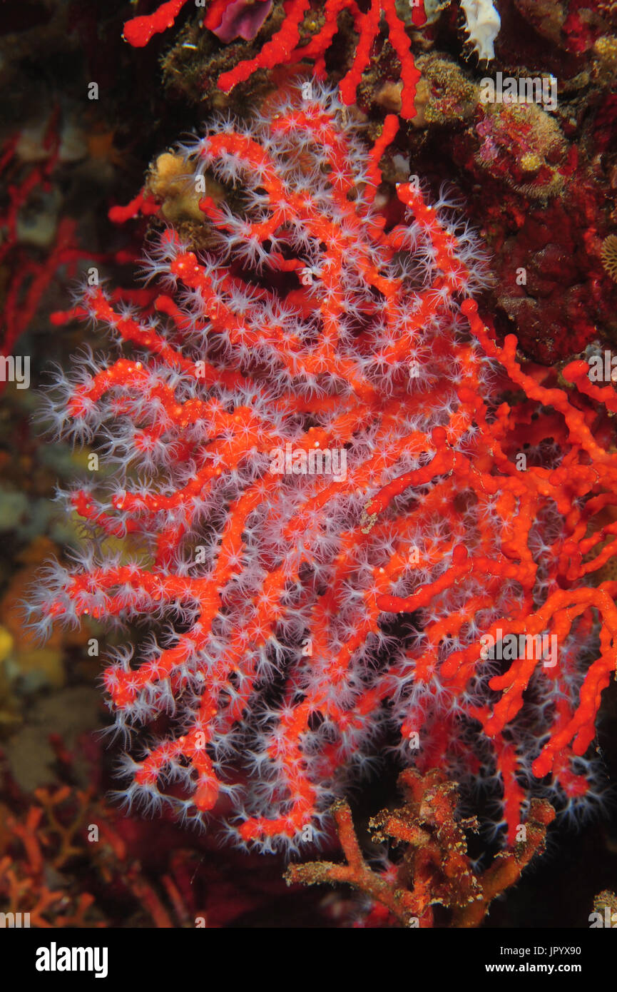 Red coral (Corallium rubrum) on reef, Sea, French Riviera, France Stock Photo