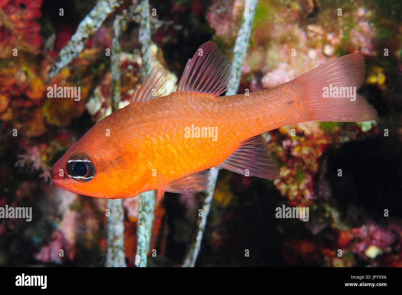 Cardinal Fish (Apogon imberbis) in reef, Mediterranean Sea, French Riviera, France Stock Photo