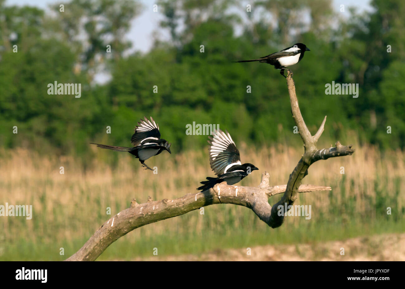 Magpies Group High Resolution Stock Photography and Images - Alamy