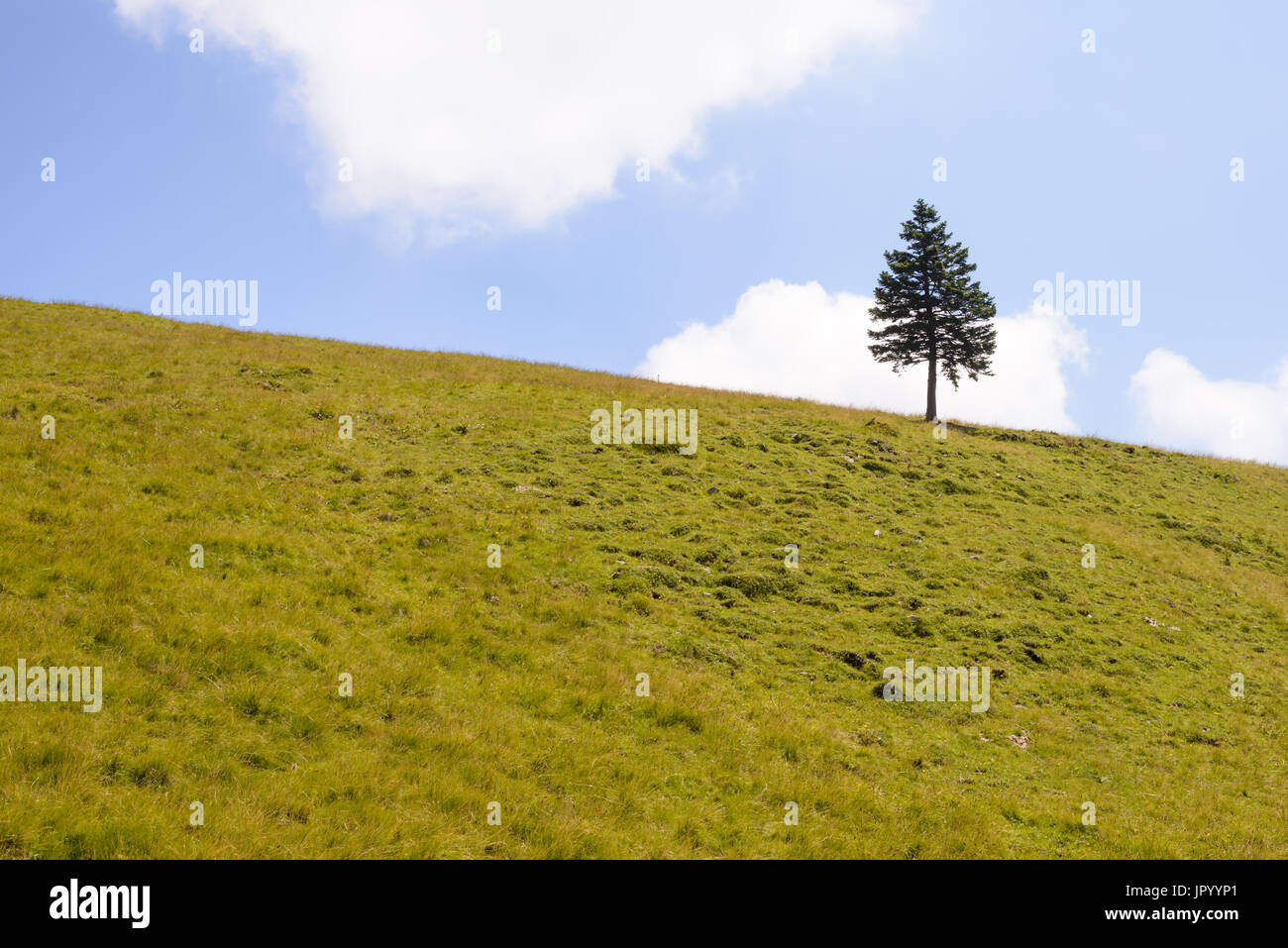 Single pine tree in mountains on horizon, Alpine landscape, Slovenia, Velika planina pasture Stock Photo