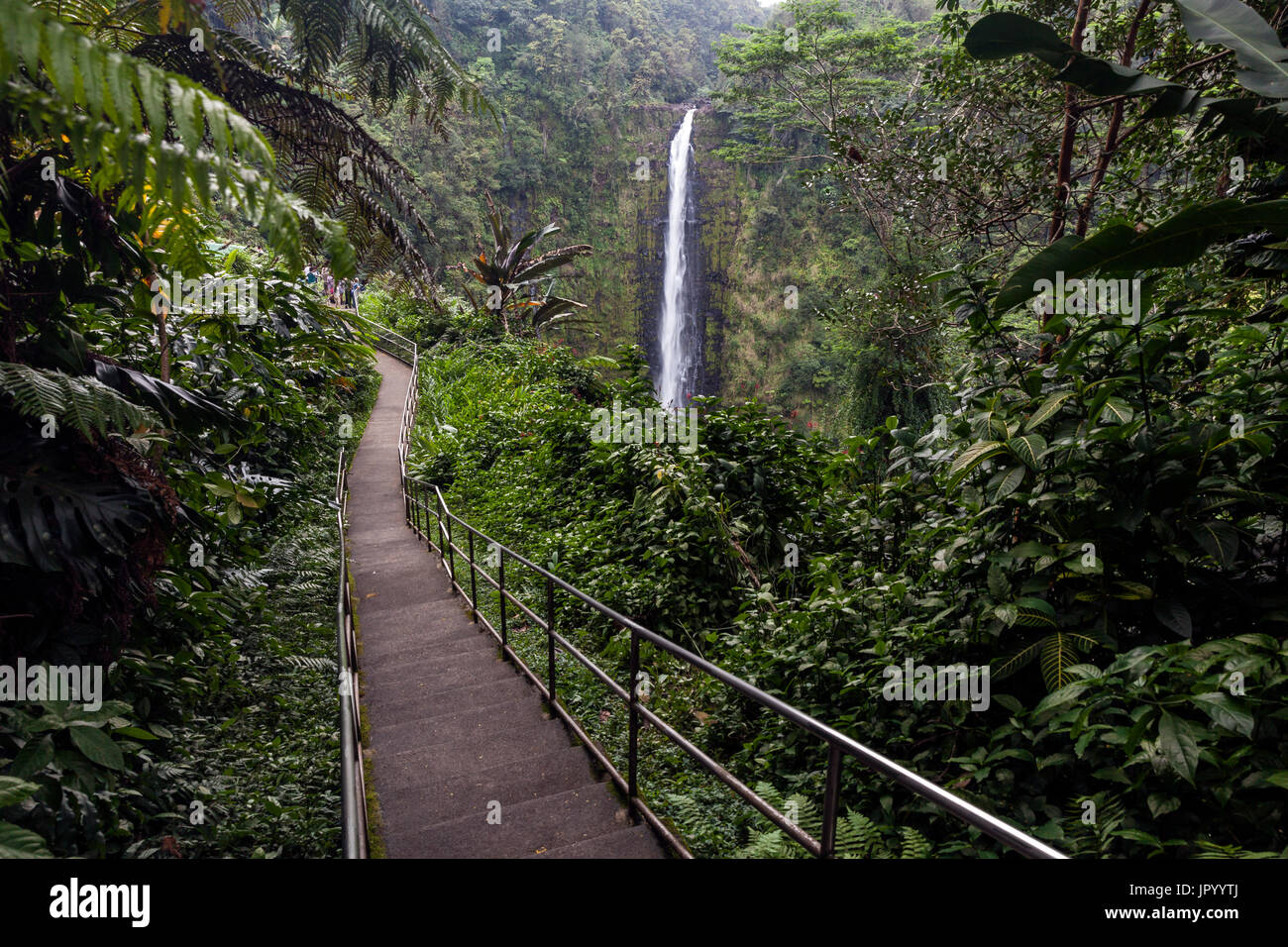 HI00241-00...HAWAI'I - Akaka Falls in Akaka Falls State Park on the island of Hawai'i.walkway Stock Photo