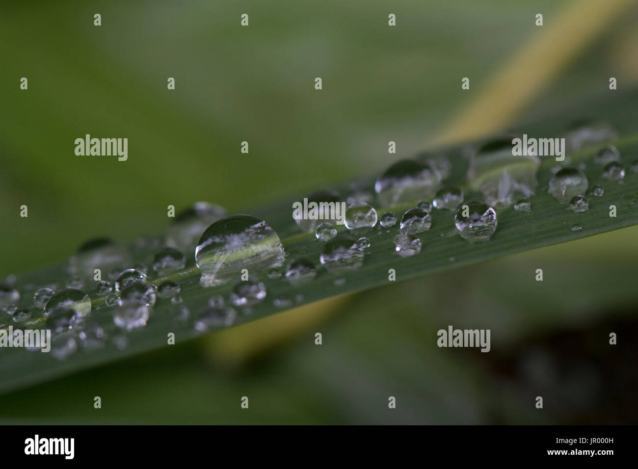 Water droplets on grass Stock Photo Alamy