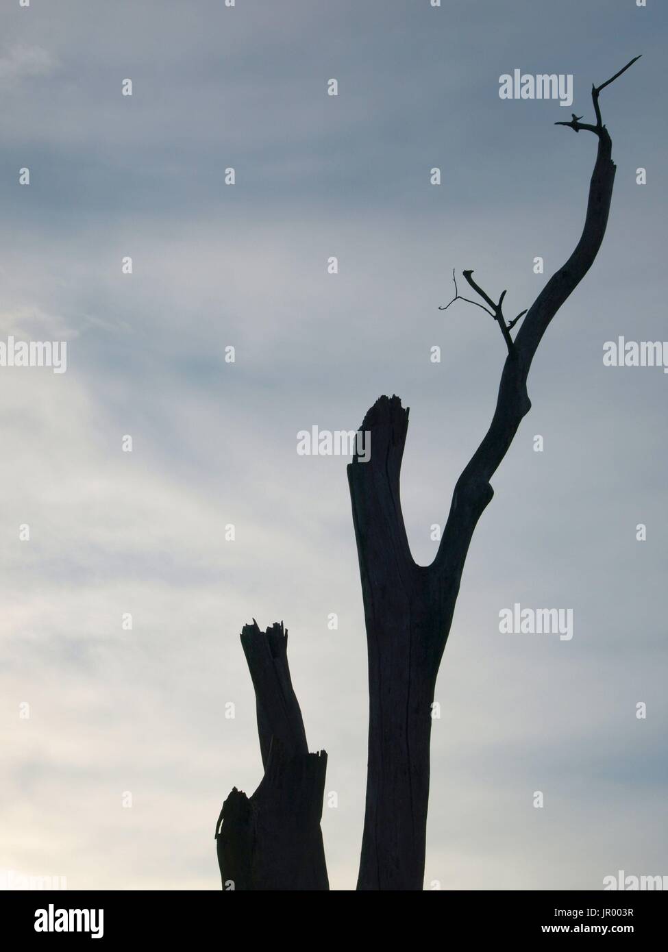Dead tree limbs against clear blue sky Stock Photo Alamy
