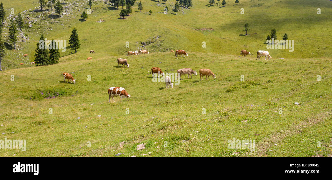 Brown and white Cattle, Livestock grazing on pasture in mountains, European Alps, Velika Planina, Slovenia Stock Photo