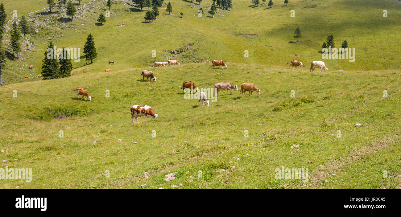 Traditional cattle grazing hi-res stock photography and images - Alamy