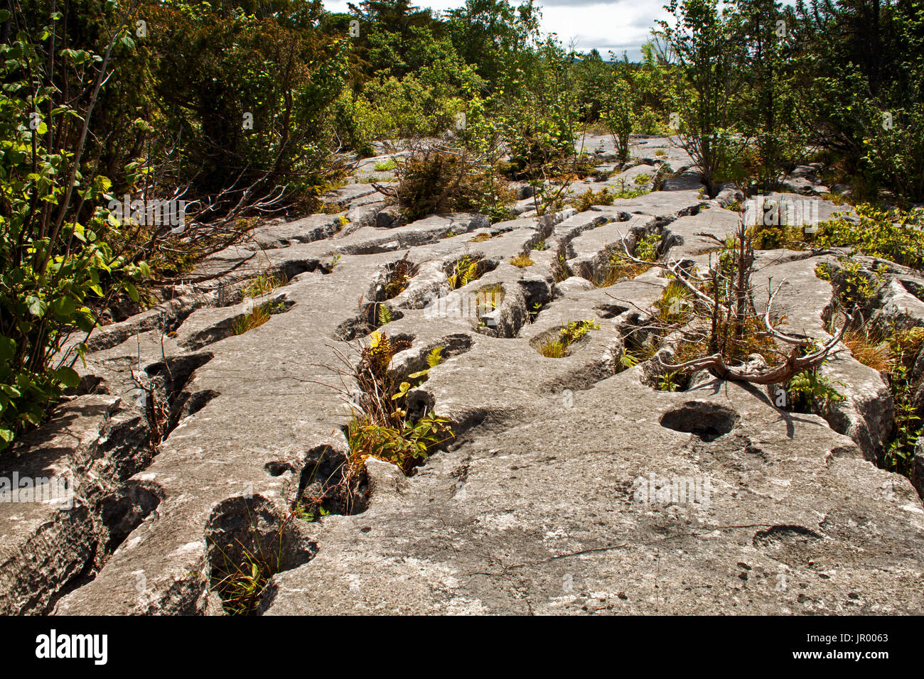 Plants grow from the limestone pavement in the woodland of Gait Barrows Stock Photo