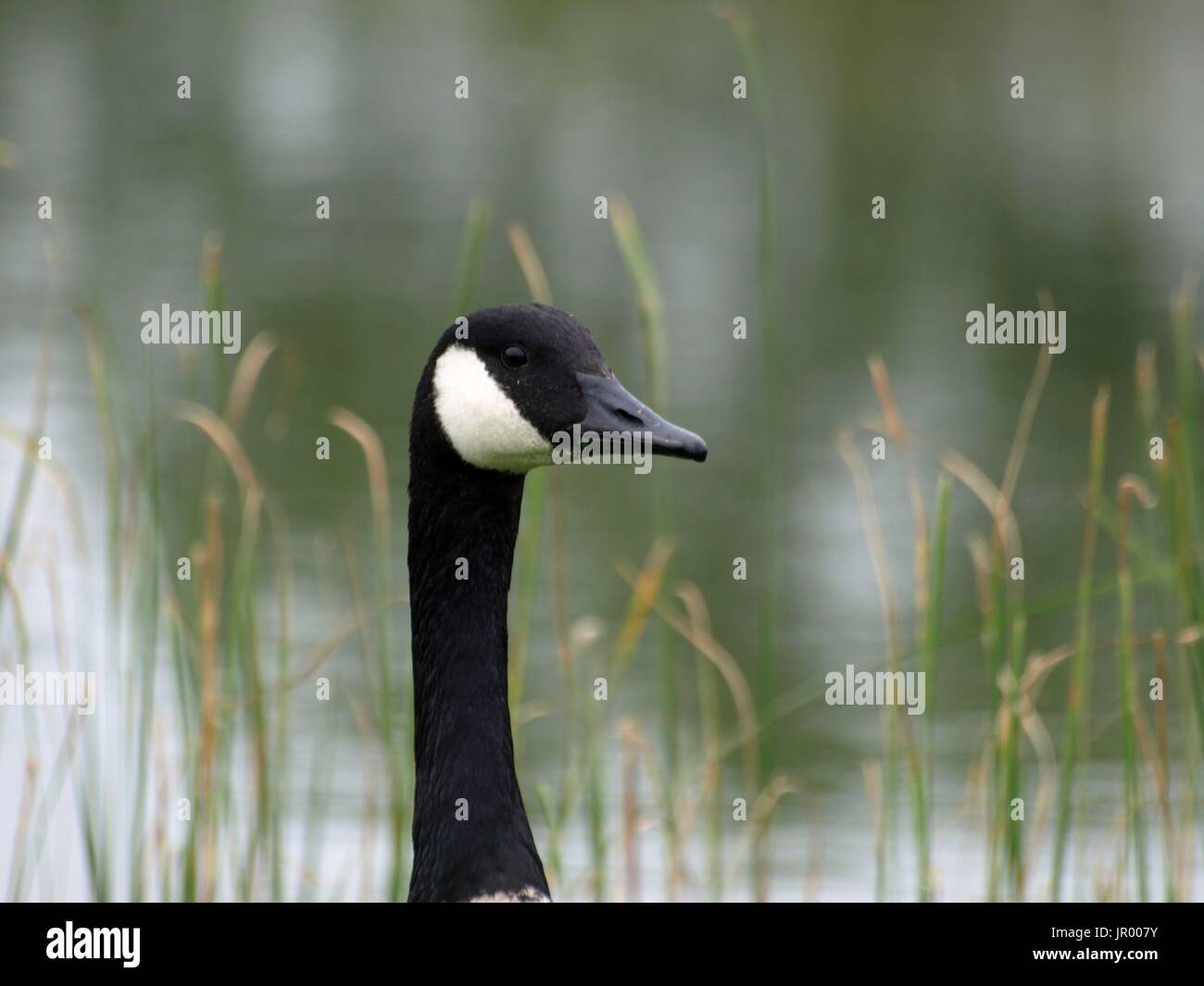 Canada cheap goose como