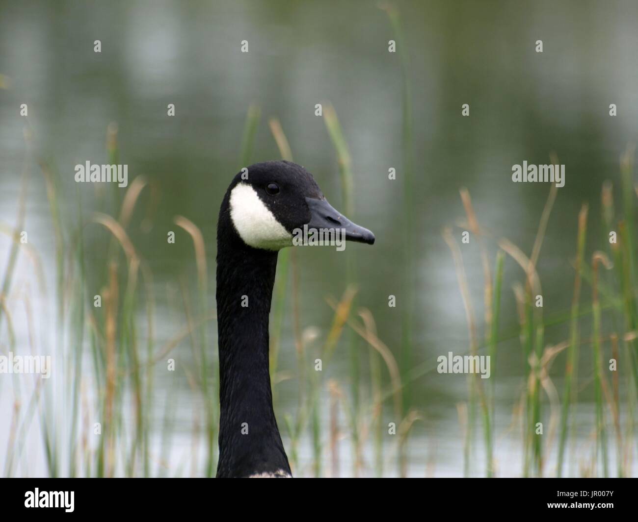 Close up of Candian Goose head and profile Stock Photo