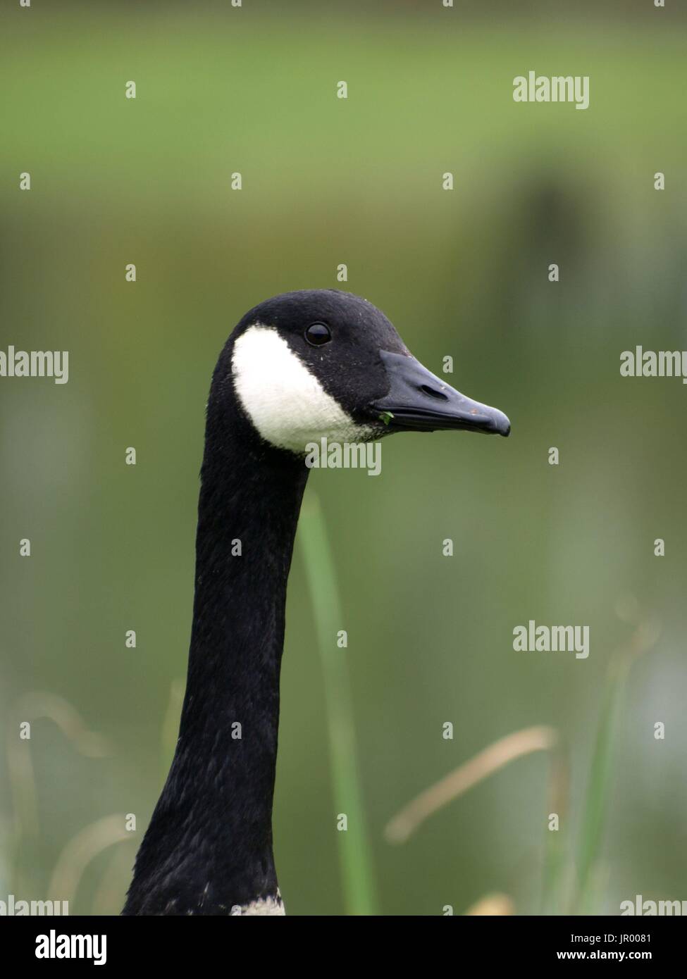 Close up of Candian Goose head and profile Stock Photo