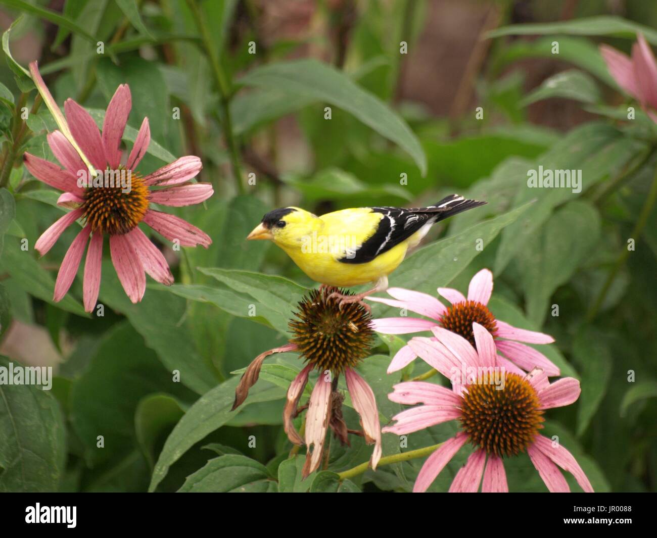 Brilliant goldfinch perched on pink cone flower Stock Photo