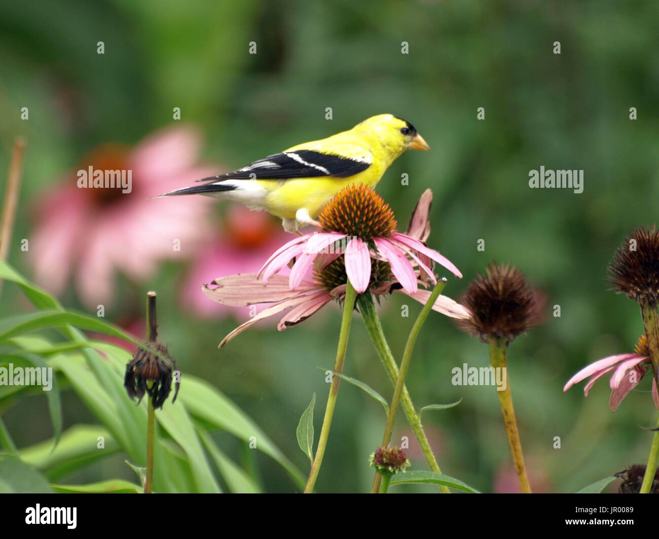 Brilliant goldfinch perched on pink cone flower Stock Photo - Alamy