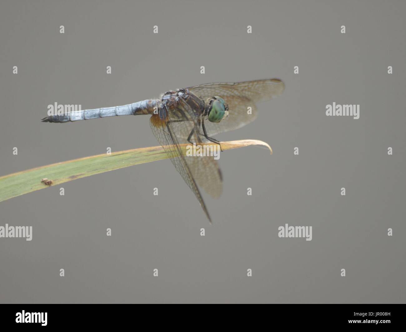 Single dragonfly resting on leaf tip Stock Photo - Alamy