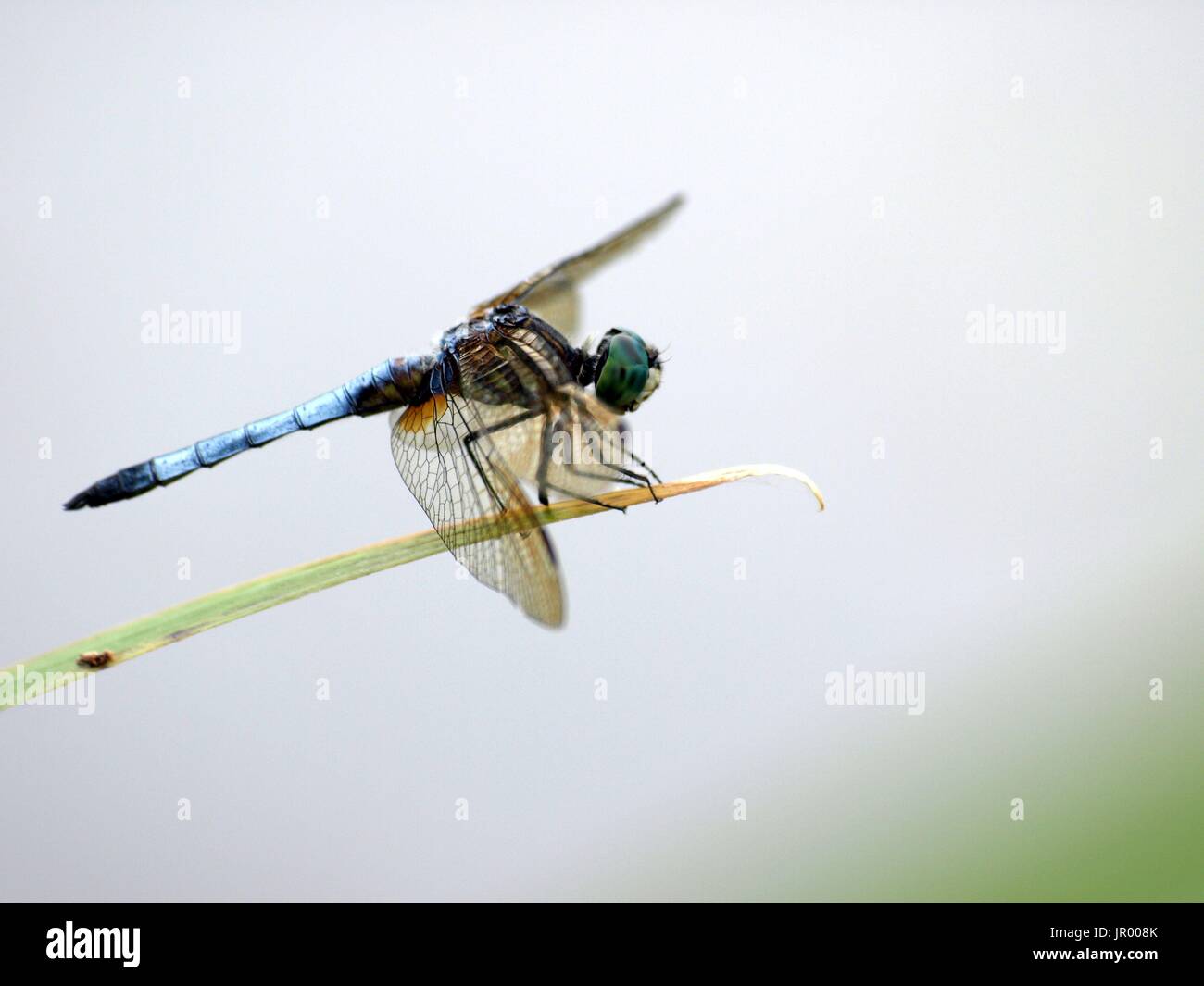 Single dragonfly resting on leaf tip Stock Photo - Alamy