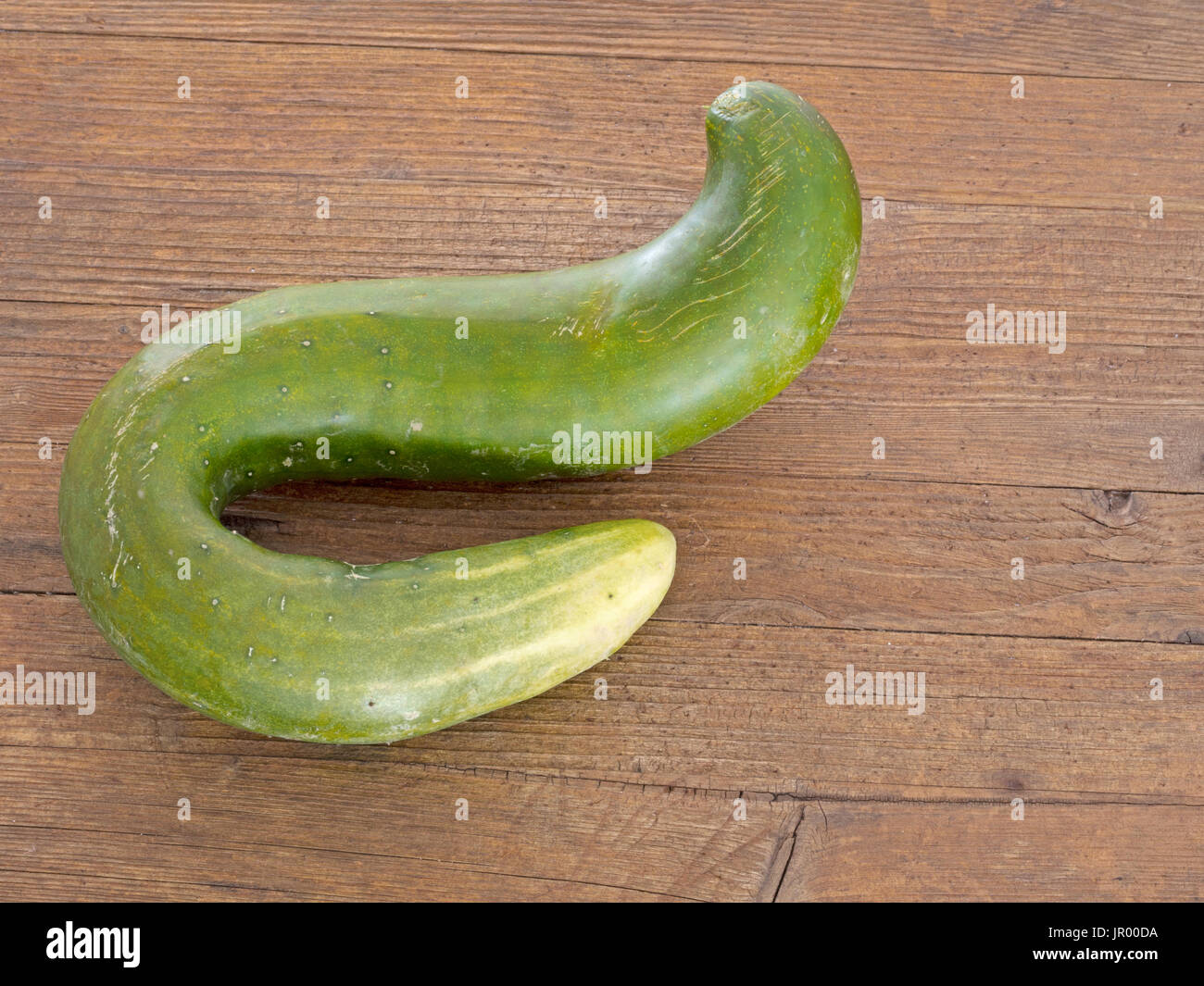 Curcly home grown cucumber. Deformed but edible vegetable Stock Photo