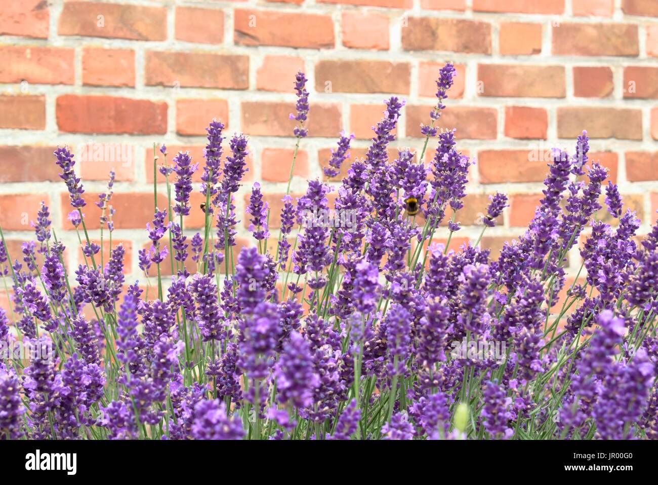 Purple lavender on a brick wall background. Stock Photo