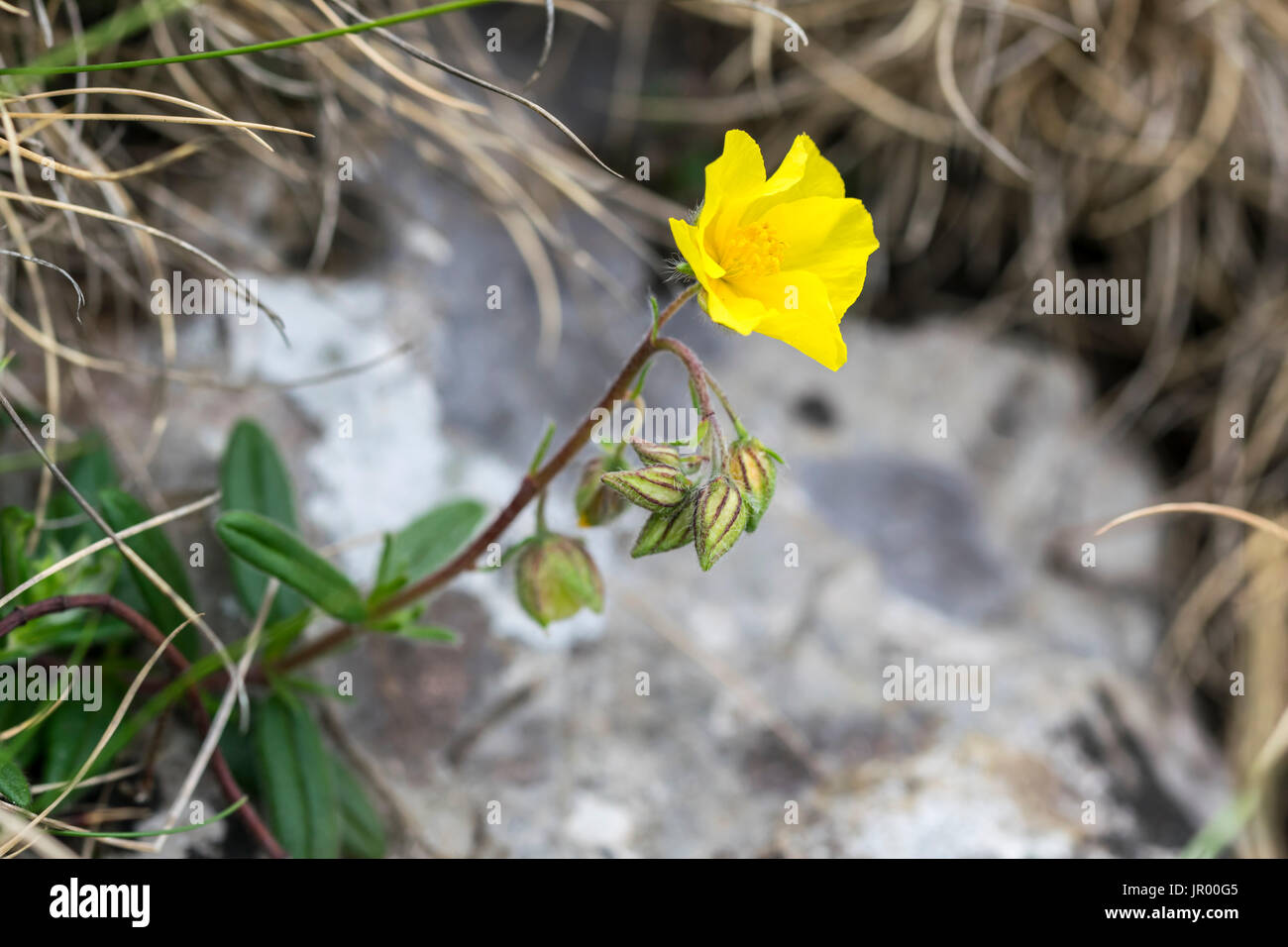 Common Rockrose Helianthemum nummularium Stock Photo